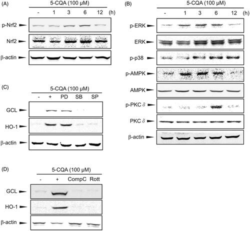 Figure 4. Activation of p38, AMPK and PKCδ by 5-CQA. (A) Western blot analysis for Nrf2 phosphorylation by 5-CQA. Cells were treated with 100 μM 5-CQA for 1 to 12 h. Total and phosphorylated Nrf2 was determined by western blotting. (B) Effects of 5-CQA on phosphorylation of Nrf2 upstream kinases. Western blot analyses for ERK1/2, p38, AMPK and PKCδ phosphorylation were performed on cell lysates incubated with 100 μM 5-CQA for 1 to 12 h. (C, D) Inhibition of 5-CQA induced GCL and HO-1 expression by chemical inhibitors. Cells were concomitantly treated with 100 μM 5-CQA and 10 μM PD98059 (PD), 10 μM SB203580 (SB), 10 μM SP600125 (SP), 5 μM Compound C (Comp C) or 2.5 μM Rottlerin (Rott) for 12 h. Results were confirmed in three replicate experiments.