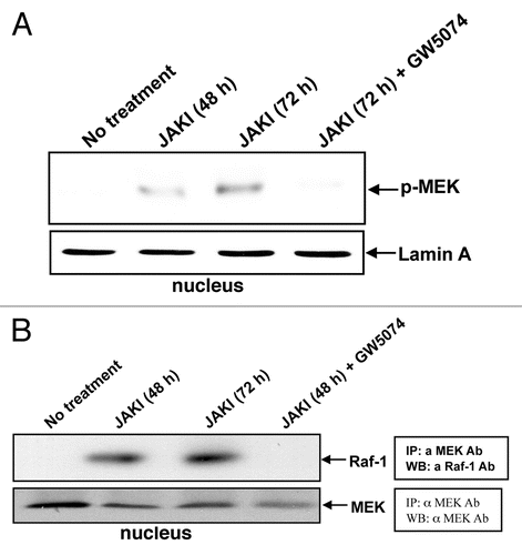 Figure 2 JAK inhibition caused nuclear localization of p-MEK-1 and nuclear interaction of MEK-1 and RAF-1. Following 48 or 72 hours of JAK inhibition we observed nuclear P-MEK-1. RAF inhibitor GW5074 blocked p-MEK-1 nuclear re-localization (A, western blot of nuclear fraction probed for p-MEK). Blots were reprobed with Laminin A to demonstrate equal protein loading. (B) shows physical interaction of RAF and MEK in the nucleus in response to JAK inhibitor treatment for 48 or 72 hours. The immunoprecipitation was performed using an anti-MEK-1 antibody followed by a western Blot probing for RAF-1. Blots were also probed for MEK-1 to control for uneven MEK-1 expression.