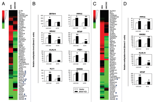 Figure 3 Analysis of the expression of genes hypermethylated upon BRAFV600E knockdown and quantitative methylation-specific PCR (QMSP) validation of the MCA/CpG island microarray results on selected genes in melanoma cells. (A) Quantitative RT-PCR analysis of the expression of the 59 genes hypermethylated upon BRAFV600E knockdown from Figure 2B in UACC62 cells in comparison with A375 cells. The genes presented in green are underexpressed. (B) QMSP validation of the hypermethylation status of genes revealed by the MCA/CpG island microarray analysis by similarly showing increased methylation upon BRAFV600E knockdown. Selected eight genes were tested that showed decreased expression in both UACC62 and A375 cells, which are indicted with a blue asterisk (*) in (A). (C) Quantitative RT-PCR analysis of the expression of the 59 genes hypermethylated upon BRAFV600E knockdown from Figure 2B in UACC62 cells in comparison with M14 cells. Shown are many underexpressed genes (green color), many of which are seen in both cells. (D) QMSP validation of the hypermethylation status of selected four genes revealed by the MCA/CpG island microarray analysis as in (B). These genes were underexpressed in both UACC62 and M14 cells as indicated with a blue asterisk (*) in (C). Details are described in the Materials and Methods. Significance of statistical analyses in (B and D): *p < 0.05; **p < 0.01.