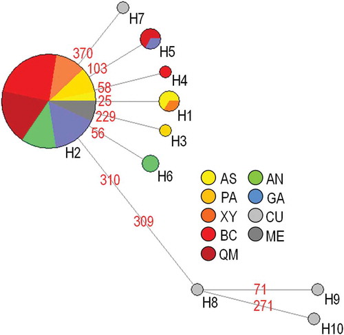 Figure 2. Pinctada imbricata radiata. Median-joining network of cytochrome c oxydase subunit I (COI) haplotypes. The area of each circle is proportional to the number of individuals exhibiting that haplotype. Mutated site positions between haplotypes are reported with numbers on the network branches. AS: Ashkelon; PA: Palmachim; XY: Xylofagou; BC: Bahar ic-Caghaq; QM: Qalet Marku; AN: Agios Nikolaos; GA: Ghannouch; CU: Cunha et al. (Citation2011); ME: Meyer et al. (Citation2013).