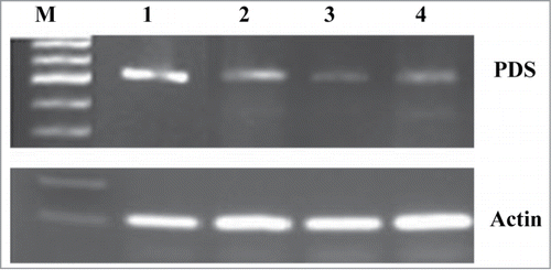 Figure 2. Evaluation of PDS gene expression in tobacco roots following infection with P. aegyptiaca and CMV. Gene-specific RT-PCR detection of PDS mRNA (upper part) from tobacco roots (line 1), tobacco roots infected with P. aegyptiaca (line 2), tobacco roots infected with CMV alone (line 3), tobacco roots infected with both CMV and P. aegyptiaca (line 4). Expression of an endogenous actin gene (159 bp) (lower part) was used as a positive control for RNA quality for all RNA samples.