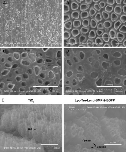 Figure 1 SEM micrographs of pure Ti and TiO2 nanotube layers fabricated by anodization with different modifications.Notes: (A) Smooth Ti. (B) TiO2 nanotubes. (C) Lyo-Tre nanotubes. (D) Lyo-Tre-Lenti-BMP-2-EGFP or Lyo-Tre-Lenti-EGFP nanotubes. (E) Cross-sections of TiO2 and Lyo-Tre-Lenti-BMP-2-EGFP nanotubes.Abbreviations: SEM, scanning electron microscopy; BMP, bone morphogenic protein.