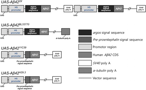 Figure 1. Constructs in four different UAS-Aβ42 lines. The schematic figures show the constructs in the four UAS-Aβ42 lines, UAS-Aβ422X, UAS-Aβ42BL33770, UAS-Aβ4211C39, and UAS-Aβ42H29.3, which have differences in the number of copies, signal peptides, and poly A tails. UAS-Aβ422X has two copies of the UAS-Aβ42 sequence, while the others have one copy. UAS-Aβ422X and UAS-Aβ42BL33770 have the signal peptide-encoding region of the fly argos gene, whereas UAS-Aβ4211C39 and UAS-Aβ42H29.3 have that of the rat pre-proenkephalin gene. UAS-Aβ42BL33770 carries the poly A tail of α-tubulin, and the others contain that of SV40.