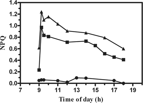 Fig. 5. Changes in non photochemical quenching (NPQ) in P. tricornutum outdoor cultures, in an open pond and tubular photobioreactors (PBR) at different biomass concentrations (•, Pond 0.3 g l−1; ▪, PBR 0.6 g l−1; ▴, PBR 0.3 g l−1).