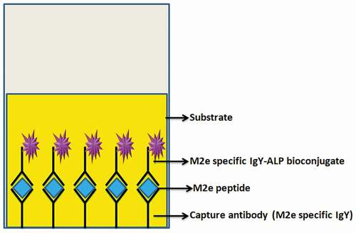 Figure 8. Schematic illustration of the sandwich ELISA method.