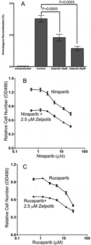 Figure 7. Zelpolib inhibits homologous recombination in cell-based assay. a, Dual plasmids (DR-GFP and I-Scel) reporter assay was used to measure the effect of Zelpolib on DSB repair in 293T cells as reportedCitation34. The error bar represents mean values of four repeats with SEM. P values were calculated using unpaired T test. b, Zelpolib enhances the sensitivity of triple negative breast cancer cells (HCC1395) to niraparib by MTT assay. c, Zelpolib enhanced the sensitivity of TNB cells (HCC1395) towards Rucaparib.