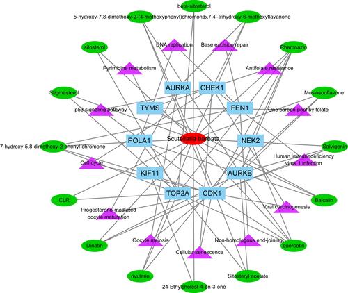 Figure 5 Active component-anti-hepatoma target-pathway network of Scutellaria barbata.