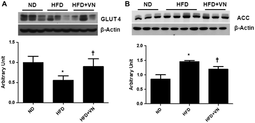 Fig. 4. Effect of the VN extract on hepatic energy metabolism in HFD-fed mice.Notes: (A) Western blotting for GLUT 4 expression in the liver of each group (n = 3–4 mice per group). Quantification of GLUT4 expression from the Western blotting analysis. (B) Western blotting for ACC expression in the liver of each group. Quantification of ACC expression from the Western blotting analysis corrected to its basal level. Data are presented as the mean ± SEM.*p < 0.05 vs. ND mice; †p < 0.05 vs. HFD mice.