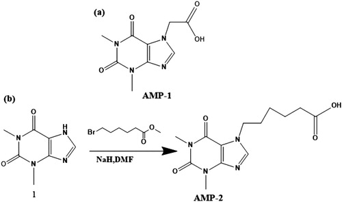 Figure 2. (a) Chemical structure of theophylline-7-acetic acid (HAMP1); (b) The procedure for the synthesis of the hapten-AMP2 (HAMP2).