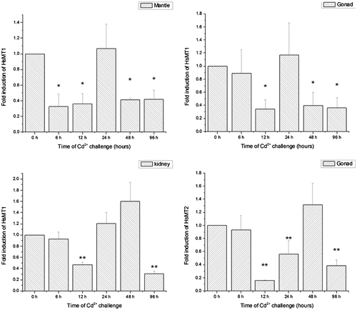 Fig. 5. Fold inductions of HSMT1 mRNA levels in gonad, mantle, kidney, and Fold inductions of HSMT2 mRNA levels in gonad with different time-courses (0, 6, 12, 24, 48, and 96 h) after Cd exposure (5 ppm).