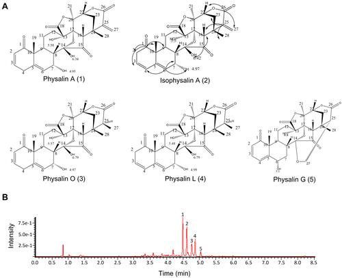 Figure 1 The main extracts of Physalis alkekengi var. franchetii. (A) Chemical structures of the physalins extracted from Physalis alkekengi var. franchetii. (B) UPLC and total ion current chromatogram. Peaks: 1=physalin A, 2= isophysalin A, 3= physalin O, 4= physalin L and 5= physalin G.