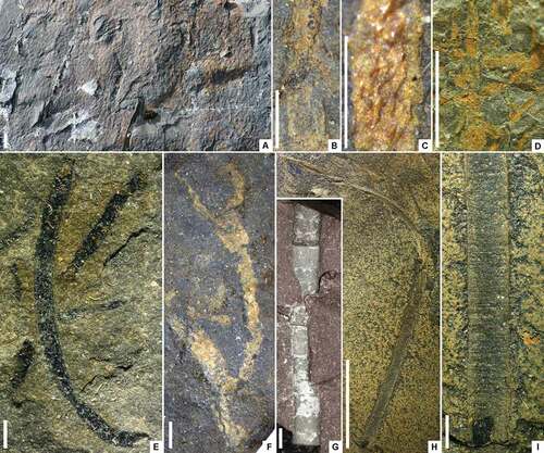 Figure 6. Microbially induced sedimentary structures and algal remains from the Torneträsk Formation. A. Elephant-skin texture formed by a bacterial mat on bedding surface; “upper sandstone interval” of Torneträsk Formation in the Orddajohka rivulet; X00010171a. B. Enlargement of longitudinally striate algal thallus; siltstone under Vakkejokk Breccia, Orddajohka rivulet; X00010211. C. Wrinkled organic remains of algal thallus on dark siltstone; X00010211 (source as above). D. Matted strap-shaped algal thalli; upper part of “middle siltstone” interval, section 1, Luobákte; X00010223. E. Strap-shaped algal thalli from upper part of “lower siltstone” interval, section 1, Luobákte; X00010233. F. Strap-shaped thallus with apparent equal bifurcations; X00010211 (source as above). G. cf. Platysolenites antiquissimus Eichwald, Citation1860, segmented or transversely striate, solid calcareous tube in reddish siltstone; “middle siltstone” interval, section 1, Luobákte. H. Large, flexuous, transversely striate, flattened, tubular Sabellidites cambriensis Yanichevsky, Citation1926; upper part of “lower siltstone” interval, section 1, Luobákte; X00010234. I. Prominent transverse striae on basal part of Sabellidites cambriensis; X00010234 (source as above). Scale bars = 10 mm for A, D, H; 1 mm for B, C, E, F, G, I.