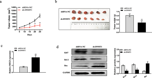 Figure 7. Downregulated DNMT1 inhibits tumor growth in vivo. MDA-MB-231 cells infected sh-DNMT1 or shRNA-NC were subcutaneously injected into the nude mice. (a) The tumor volume was measured every 5 d for 25 d. (b) The representative photographs and average weights of dissected tumors. (c) The expression of MEG3 in resected tumor masses was detected by qRT-PCR. (d) The protein expressions of Ki67, Bcl-2 and Bax in resected tumor masses were detected by western blot analysis. Data are shown as the mean ± SD (n = 3). *P < 0.05, **P < 0.01 vs. respective control.