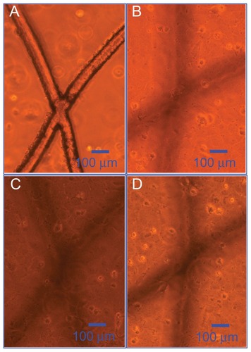 Figure 7 Optical microscopy images of bovine endothelial cell adhesion on the polylactic-co-glycolic acid scaffold. (A) One day’s seeding, (B) three days’ seeding, (C) five days’ seeding, and (D) seven days’ seeding.