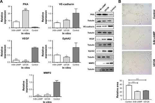 Figure 4 Expression of VEGF after treatment with 8-Br-cAMP and U0126 in vitro.