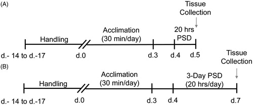Figure 1. Schematic of experimental design. Upon arrival C57BL/6J mice were acclimated to the facility and handled for up to 17 days. All mice were then acclimated to the paradoxical sleep deprivation (PSD) tanks with their cage mates for 30 min per day for three consecutive days. Mice were assigned to one of three groups: 1 day PSD, 3 day PSD or home cage control (HCC). All PSD animals were placed into the PSD tanks for 20 h a day for either (A) 1 day or (B) 3 days. All HCC animals remained in their home cages for the full 20 h. Animals were euthanized 8 h following the end of sleep deprivation and tissue was collected according to the experimental procedures described above.