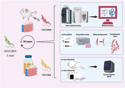 Figure 1. Experimental design to study C8C3hvir and C8C3lvir Trypanosoma cruzi cell lines and compare biological behaviour, proteomics profile, and virulence factor expression. T. cruzi tissue culture-derived trypomastigotes from both cell lines were used to infect BALB/c mice and evaluate parasitaemia curves and parasite loads in organs and tissues of acute and chronically infected mice. Metacyclogenesis was also studied. Trypomastigotes were lysed and supernatants were submitted to SDS-PAGE. Total proteins were in-gel digested by trypsin. Tryptic peptides were analysed by label-free quantitative mass spectrometry-based proteomics. The entire workflow was performed in triplicate for each T. cruzi cell line. Virulence factor protein expression was evaluated by immunoblotting. Cruzipain and transialidase enzymatic activity were measured. Created with Biorender.Com.