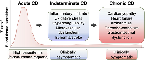 Figure 1 Clinical phases of Chagas disease (CD). Upon exposure to Trypanosoma cruzi, the acute phase of CD presents with high blood parasitemia, strong activation of the immune system, and intense inflammatory infiltrates and tissue parasitism. In indeterminate phases of CD, patients exhibit immune control of parasites and are mostly clinically asymptomatic, though pathological processes, including well-recognized inflammatory and oxidative stress, may continue. With progression to chronic-phase CD, tissue parasitism remains low, yet pathological factors lead to evolution of symptomatic heart disease and systemic, cardiac, pulmonary, or cerebral embolism. Some patients may also develop gastrointestinal and neurological disorders.