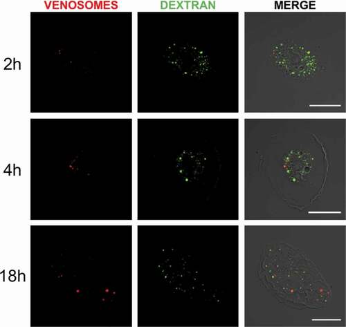 Figure 2. Absence of venosomes in macropinocytic vesicles. Internalization of the fluid phase marker Dextran (green fluorescence) by macropinocytosis and of venosomes (red) in lamellocytes of HopTum-l larvae after co-injection (right pictures, merged of the two fluorescence channels). Few colocalization between the venosomes and dextran was observed 2 h after the injection , and very few venosomes colocalized with dextran 4 h and 18 h after the injection . Bars, 20 μm