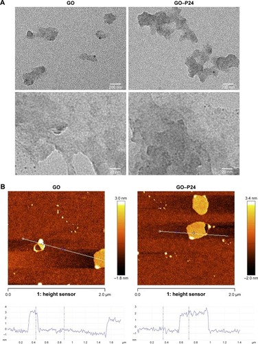 Figure 1 Morphology of GO.Notes: (A) TEM images of GO and GO–P24. (B) Tapping mode AFM images and height profiles of GO and GO–P24.