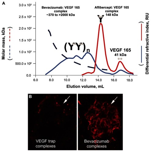 Figure 3 Molecular masses of aflibercept-VEGF-A and bevacizumab-VEGF-A complexes. (A) Using a 1:2 molar ratio of aflibercept to VEGF 165, discrete peaks were observed at 17 mL and 14.5 mL. In contrast, a 1:2 molar ratio of bevacizumab to VEGF 165 revealed a heterogeneous multimeric complex that ranged in molar mass from 370 kDa to 2000 kDa.Citation74 (B) One milligram of a preformed complex of aflibercept (VEGF Trap) and VEGF 165 or bevacizumab and VEGF 165 were injected into the left ventricle of 2- to 3-month-old C57bl6 mice. After 10 minutes, the mice were killed, and their kidneys were processed for immunocytochemistry, using an antihuman Fc reporter antibody to the human Fc moiety present on both aflibercept and bevacizumab. Significant staining was observed in the glomeruli of bevacizumab/VEGF-treated mice but not in the glomeruli of aflibercept/VEGF-treated mice (white arrows).Citation74 Reprinted with permission from Rudge JS, Holash J, Hylton D, et al. VEGF Trap complex formation measures production rates of VEGF, providing a biomarker for predicting efficacious angiogenic blockade. Proc Natl Acad Sci U S A. 2007;104(47):18363–18370.Citation74 Copyright 2007 National Academy of Sciences, USA.Abbreviations: RIU, refractive index units; VEGF, vascular endothelial growth factor.