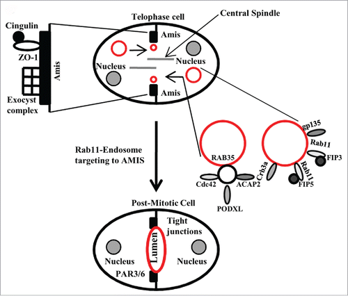 Figure 2. A schematic illustration of the function of midbdoy-associated Rab GTPases during the establishment of apical lumen.