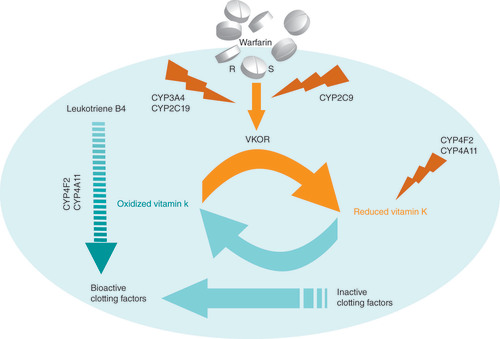 Warfarin blocks the formation of reduced vitamin K by blocking VKOR.Thus, it stops the production of functional clotting factors. S-warfarin is metabolized by CYP2C9. R-warfarin is metabolized by other highly polymorphic enzymes, such as CYP3A4, CYP2C19 and others. CYP4F2 (also CYP4A11) metabolizes the leukotriene B4 and vitamin K. Leukotriene B4 is a potent inducer of leukocytes and can stimulate the process of inflammation.R: R-warfarin; S: S-warfarin.Figure courtesy of Dr Vacis Tatarunas.