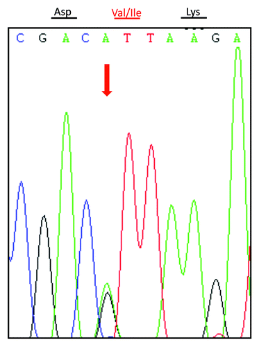 Figure 2. Graphical representation of the PRNP sequence analysis showing a G to A heterozygous transition at codon 203 in one PRNP allele, leading to substitution of valine (V) by isoleucine (I). The arrow above the curve indicates the position where both V and I are present.