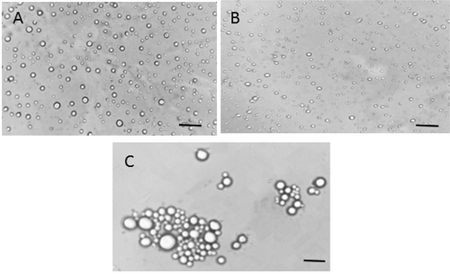 Figure 3. Microscopic images of emulsions prepared with 4% MFGM (A), 4% MFGMP (B), and 4% MFGML (C). The scale bar indicates 50 μm.