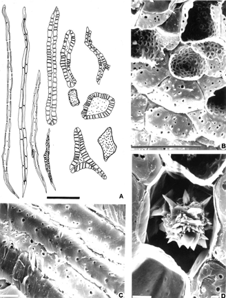 Figure 6 Fruit. (A): Sclerenchymatic and sclereid fibers of the endocarp; (B–D). SEM photomicrographies, (B) sclereids of the endocarp, (C) sclerenchymatic fibers of the endocarp, (D) crystaliferous idioblasts of the endocarp. e, epicarp; m, mesocarp; ee, external endocarp; me, middle endocarp; ie, internal endocarp. Bar size: 10 µm (C, D); 100 µm (A, B).