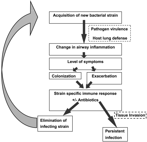 Figure 1 Proposed model of bacterial exacerbation pathogenesis in COPD. Copyright © 2006. Reproduced with permission from Veeramachaneni SB, Sethi S. 2006. Pathogenesis of bacterial exacerbations of COPD. J Chronic Obstructive Pul Dis, 3:109–15.