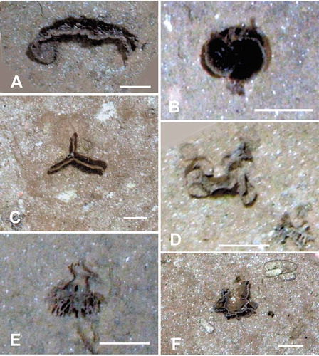 Figure 3. Seafloor images showing xenophyophores, taken from the ROV using the vertically mounted stills camera. (A) Curved plate embedded in the sediment; APEI 4: 149.912° W, 06.992° N; 5006 m depth. (B) Paired pale-rimmed plates; shadows indicate that these are raised above the sediment surface; APEI-1: 153.591° W, 11.251° N; 5200 m depth. (C) Vertically-orientated, triradiate plate, partly embedded in the sediment; APEI 7: 141.895° W, 05.114° N; 4855 m depth. (D) Test comprising rounded, plate-like elements; APEI 4: 149.938° W, 07.030° N; 5034 m depth. (E) Test with thick branched stem, dividing into narrower branches. Possibly disturbed from an originally upright position; APEI-1: 153.591° W, 11.251° N; 5199 m depth. (F) Thin ridge with side-branches arising from horizontal plate; APEI 7: 141.830° W, 05.059° N; 4868 m depth. Scale bars = 5 cm. Photo credits: Jennifer Durden and Craig Smith, DeepCCZ Project