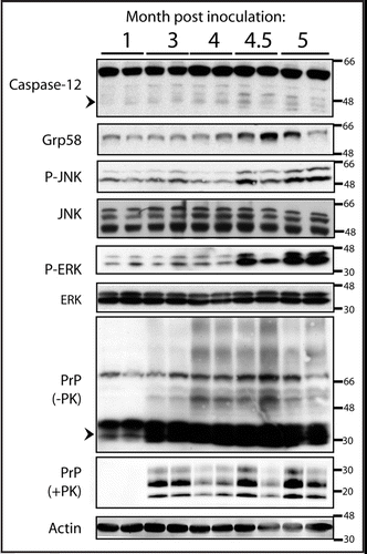 Figure 1 ER stress is activated in prion disease. Upregulation of ER stress markers was determined in prion infected CD1 mice (n = 2 per timepoint) after inoculation with 6.5logLD50 RML prions. Western blot analysis was performed to analyze the levels of C12, Grp58, JNK phosphorylation, ERK phosphorylation, total PrP and proteinase K-resistant PrP. The total level of JNK, ERK, and actin were measured as loading controls. Faint processing of C12 is visible at 4 months post inoculation (mpi) but more clearly at 4.5 and 5 mpi (active fragments of C12 are indicated by an arrow head). Phosphorylation of JNK (P-JNK) as well as induction of Grp58 was observed at 4.5 and 5 mpi. Phosphorylation of ERK was observed at 4.5 and 5 mpi. Higher order SDS-resistant PrP species were first visible at 3 mpi and thereafter (an arrow head marks the migration of monomeric PrP) along with proteinase K resistant PrP.