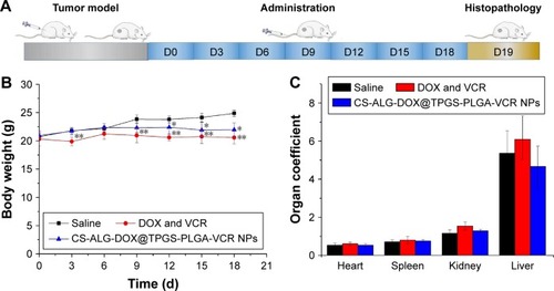 Figure 7 General state of tumor-bearing nude mice with A549 xenograft model. (A) Schematic plan of in vivo experiments. (B) The growth curve of mice during 19-day course of therapy. (C) Organic coefficient of mice.Notes: Data are presented as mean ± SD (n=5). *P≤0.05; **P≤0.01, compared with control.Abbreviations: CS-ALG-DOX NPs, chitosan-alginate nanoparticles carrying doxorubicin; TPGS-PLGA-VCR NPs, vitamin E D-α-tocopheryl polyethylene glycol 1000 succinate-modified poly(lactic-co-glycolic acid) nanoparticles carrying vincristine; SD, standard deviation; VCR, vincristine; NPs, nanoparticles; DOX, doxorubicin; CS-ALG-DOX@TPGS-PLGA-VCR NPs, CS-ALG-DOX NPs located at TPGS-PLGA-VCR NPs.