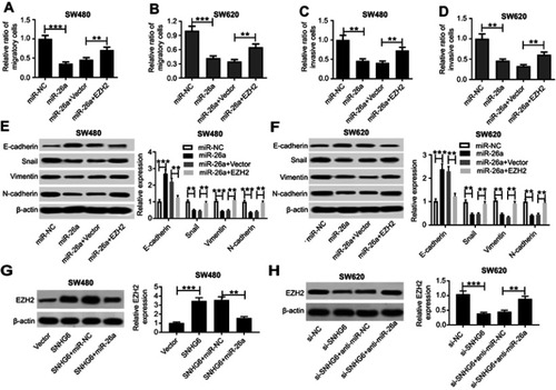 Figure 7 EZH2 antagonized the effect of miR-26a on the migration, invasion, and EMT of CRC cells, and it was regulated by SNHG6/miR-26a. SW480 and SW620 cells were transfected with miR-NC mimics, miR-26a mimics, miR-26a mimics+Vector or miR-26a mimics+Vector-EZH2, followed by the detection of cell migration by transwell assay (A) and (B), cell invasion by transwell assay (C) and (D), E-cadherin, Snail, Vimentin and N-cadherin levels by western blot analysis (E) and (F). (G) SW480 cells were transfected with Vector, Vector-SNHG6, Vector-SNHG6+miR-NC mimics, Vector-SNHG6+miR-26a mimics, followed by the detection of EZH2 expression by western blot. (H) SW620 cells were transfected with si-NC, si-SNHG6, si-SNHG6+anti-miR-NC and si-SNHG6+anti-miR-26a, and then EZH2 expression was determined by western blot. **P<0.01 or ***P<0.001 vs corresponding control.