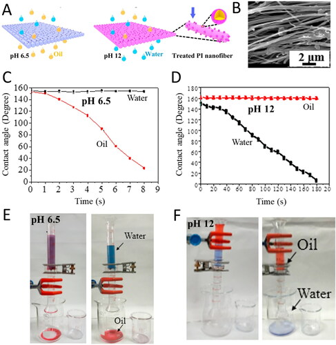 Figure 8. (A) Schematic illustration of the pH-responsive behavior surface-coated PI nanofibrous membranes. (B) SEM image of the modified membrane. Contact angle of water (black) and oil (red) at (C) pH 6.5 and (D) pH 12. Oil-water separation at (E) pH 6.5 and (F) pH 12 with water and hexadecane dyed with methylene blue and oil red, respectively. Adapted with permission from Ref. [Citation208].