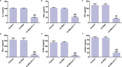 Figure 3. LncRNA MALAT1 interference inhibits adhesion of myeloma cells. The ELISA was used to detect the expression levels of IL-1 (a), TNFα (b), IFNγ (c), and Muc-1 (d), ICAM-1 (e), and VCAM-1 (f). ***P < 0.001 vs. control group. ##P < 0.01 and ###P < 0.001 vs. sh-NC group