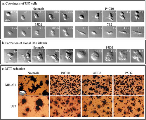 Figure 6. mAbs that block cell aggregation and aggregate coalescence do not inhibit cytokinesis or affect metabolic activity.(a) Representative examples of U87 cells undergoing cytokinesis in the absence of mAbs and in 30 µg per ml of the blocking mAbs P4C10, P5D2 and 7E2. (b) Formation of small clonal islands occurs in P5D2 blocked U87 cells as demonstrated by the representative clonal aggregate formed. The time in hours after 3D Matrigel model set up is indicated. (c) MTT reduction in P4C10, AIIB2 and P5D2 blocked cultures occurs in the majority of cells and clonal aggregates