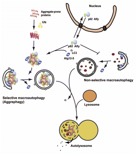 Figure 2 Schematic comparison of selective macroautophagy of aggregate-prone proteins (aggrephagy) and nonselective macroautophagy. Aggregate-prone proteins become ubiquitinated and start to oligomerize. The ubiquitin-binding autophagy receptor p62, together with the large scaffolding protein Alfy, drives the formation of larger aggregates that are targeted for autophagic degradation through interaction of p62 and Alfy with the core autophagic machinery (LC3 and the Atg12-5 complex, respectively). Alfy also binds to PtdIns(3)P in the autophagic membrane and may facilitate binding of Atg12-5 to the membrane-associated Atg16, creating the Atg12-5-Atg16 complex, which might work as an E3-like ligase to permit LC3 conjugation to PE in the membrane, and autophagosomes to form closely around the inclusion. Alfy becomes recruited from the nucleus to cytoplasmic protein aggregates formed upon cellular stress in a p62-dependent manner. Whereas overexpression of Alfy or its p62-, Atg5- and PtdIns(3)P-binding C terminus leads to increased aggrephagy and decreased nonselective starvation-induced macroautophagy, depletion of Alfy has the opposite effect. Thus, nucleocytoplasmic shuttling of Alfy might be a way to regulate the level of aggrephagy versus nonselective macroautophagy.