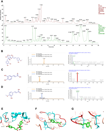 Figure 9 Chemical components of CRAE and binding site analysis of the CRAE-TLR4. (A) Total ion chromatograms of CRAE (green-negative mode, red-positive mode). (B–D) Chemical structures, chromatograms and MS/MS diagrams of cimicifugic acid B (B), caffeic acid (C), and isoferulic acid (D). (E–G) The potential binding sites of TLR4 and cimicifugic acid B (E), caffeic acid (F), and isoferulic acid (G) were calculated by computer.