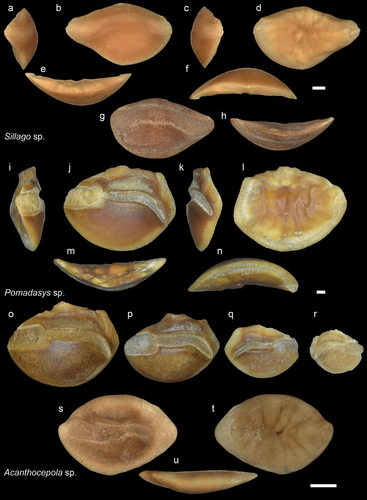 Figure 16. Sillaginidae, Haemulidae, and Cepolidae. a-f: Sillago sp. from AH (NHMUK PV P 76688) posterior (a), inner (b), anterior (c), external (d), dorsal (e), and ventral (f) views; g-h: Sillago sp. from Dad (NHMUK PV P 76689) inner (g) and dorsal (h) views; i-n: Pomadasys sp. from AH anterior (i), inner (j), posterior (k), external (l), dorsal (m), and ventral (n) views; o-r: Pomadasys sp. specimens in different sizes from AH inner views. All the figured Pomadasys are under NHMUK PV P 76690-94; s-u: Acanthocepola sp. from Dad (NHMUK PV P 76695). Scale bars: 1 mm.