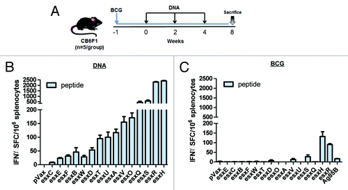 Figure 4. Immunization with RSQ-15 induces broader and stronger esx-specific Th1 immune responses compared with BCG. (A) Immunization schedule for DNA (black line) and BCG vaccination (blue line). CB6F1 mice (n = 5) were immunized 3 times at 2 wk intervals with all esx constructs co-delivered as a cocktail (RSQ-15 vaccine; 20 ug per esx construct) and 1 mo later, T cell responses were analyzed using splenocytes. (B) The frequency of esx-specific IFN-γ producing cells determined by IFN-γ ELISpot assay. (C) BCG mice were immunized by a single s.c. BCG injection (106 CFU) and splenocytes from BCG-primed mice were stimulated with all individual esx-specific peptide pools and IFN-γ production measured by ELISpot assay. Error bars indicate SEM and experiments were performed independently at least 2 times with similar results.