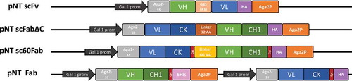 Figure 1. Schematic representation of yeast surface display vectors used in this study. Antibody fragment constructs are tethered to the cell wall of S. cerevisiae cells by C-terminal fusion with the Aga2p subunit of the a-agglutinin yeast cell surface anchor protein. Expression is controlled by the tightly regulated galactose-inducible Gal1 promoter. Aga2-ss: native signal sequence of Aga2p for secretion of the constructs. Single-chain antibody fragments (scFv, scFabΔC and sc60Fab) include flexible linkers connecting the light chain and the heavy chain. pNT Fab is a bigenic plasmid including two identical GAL1 promoters for respective expression of light and heavy chains. Cysteine residues responsible for the formation of the inter-chain disulfide bond connecting CK and CH1 are indicated in red. Expression of antibody fragments can be monitored using the HA tag for all constructs. A 6His-Tag sequence can also be used for the monitoring of heavy chain expression when using pNT Fab.