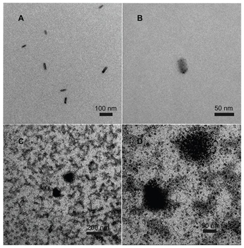 Figure 1 Transmission electron microscopy image of the physical state of C60(OH)x(ONa)y. (A) Image of 1 μM fullerenol in water. (B) Amplified image of 1 μM fullerenol in water. (C) Image of 200 μM fullerenol in water. (D) Amplified image of 200 μM fullerenol in water.