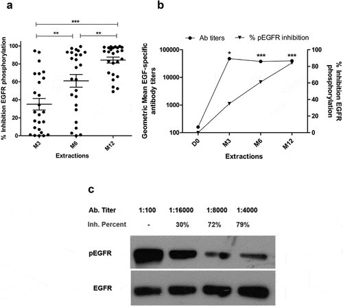 Figure 2. In vitro biological activity of EGF-specific antibodies elicited in vaccinated NSCLC patients. (a) Inhibition percent of EGFR activation in H292 lung cancer cells by sera from immunized NSCLC patients (n = 24). Starved H292 cells were incubated with NSCLC patient immune sera (1:100) and activated with rhEGF. The levels of phosphorylated (pEGFR) and EGFR from H292 lysates were determined by Western blot using specific antibodies. Pre-immune serum was used to set 100% EGFR activation signaling in each evaluated patient. Asterisks (*) represent significant differences according to Wilcoxon signed-rank test: **P < .01, ***P < .001. (b) Relationship between the anti-EGF Ab titers and inhibition of EGFR activation. Asterisks (*) indicate a significant correlation according to Spearman’s correlation coefficient: *P < .05, ***P < .001. (c) Immunoblots showing the EGFR phosphorylation levels obtained using the sera of one representative patient.