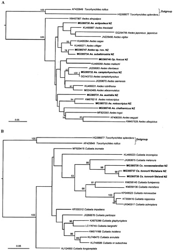 Figure 2A and 2B. Maximum Likelihood trees showing the phylogenetic relationships of the New Zealand mosquito species plus the recently eradicated Aedes camptorhynchus based on COI sequences. Bootstrap support greater than 50% are shown on the tree, the accession numbers for the taxa obtained in this study and downloaded from GenBank are next to the species names. The sequences derived from the New Zealand mosquito species in this study are highlighted in bold letters. A. Aedes and Opifex species; B. Culiseta species.