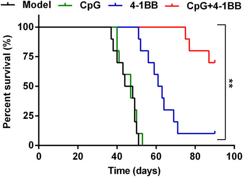 Figure 6 The survival of mice was significantly prolonged after treatment with CpG-ODN and anti-4-1BB antibodies. There was no significant difference in survival between the model group and the CpG group at 90 days after treatment. The survival time of mice in the 4-1BB group was slightly prolonged, but not significantly. The survival of mice was significantly prolonged after treatment with the anti-4-1BB antibody (n = 10 mice, **χ2 = 48.766, P< 0.001 using the Log rank test).