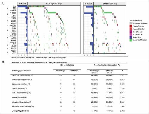 Figure 5. Pathway-based gene mutations in high- and low-OX40 expression samples. (A) Waterfall plot of mutated genes in high- and low-OX40 expression tumors. Gene mutations were ordered by distinct pathways: A indicates the TP53 cell cycle pathway; B, the Wnt/β-catenin pathway; C, epigenetic modifiers; D, TGF-β signaling; E, the Akt/mTOR pathway; F, the MAPK pathway; G, hepatic differentiation; H, the oxidative stress pathway; and I, JAK/STAT signaling. Each column represents a sample. Boxes with different colors indicate different types of non-synonymous mutations. (B) Numbers of mutations and numbers of patients with or without mutations in high- and low-OX40 expression groups. P values of the univariate analysis are also shown.