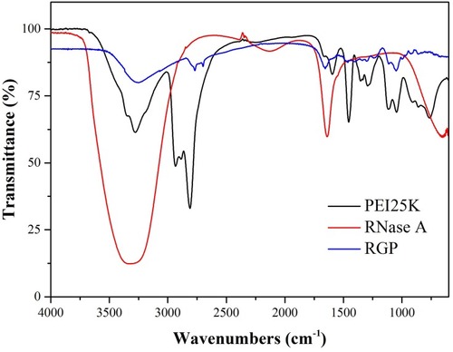Figure 1 FTIR spectra analysis of PEI25K, RNase A and RGP.