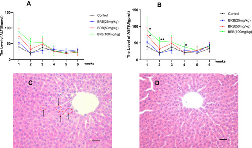 Figure 3 Sub-chronic hepatotoxicity in rats: Time-dependent and dose-dependent manner of ALT (A) or AST (B), rats were treated with BRB (i.g.) at 0, 25, 50, or100mg/kg/d (n=8) for 6 weeks; representative histopathology of liver from rats in BRB-treated group at the sixth week after administration (C) and control group (D), all processed livers were microscopically (Scale bar=50um) examined.*p < 0.05, **p < 0.01 compared with the control group.